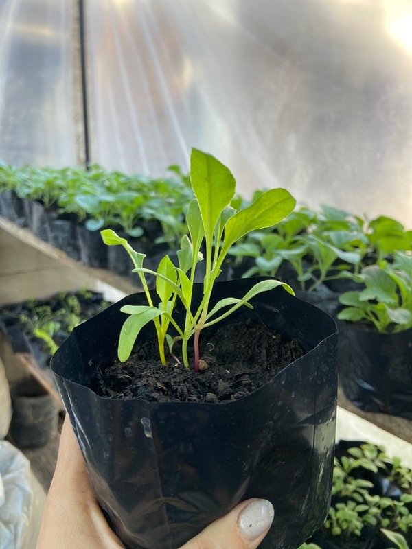 Producto - Plantines Agroecologicos de acelga mix