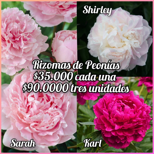 Producto - Rizomas de Peonias x3 color a eleccion
