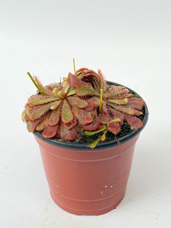 Producto - Drosera spatulata en maceta N10