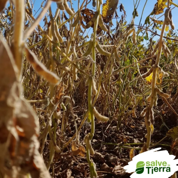 Producto - SALVE LA TIERRA Productor Primario