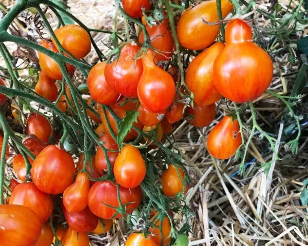 Producto - SEMILLAS DE TOMATE CHERRY LUCFICHOISE MULTIFLORA CRECIMIENTO DETERMINADO