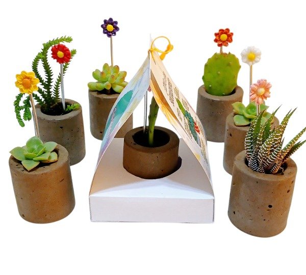 Producto - Suculentas en Maceta de Cemento