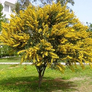 Producto - Acacia baileyana