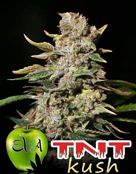 Producto - TNT Kush (Eva Seeds)