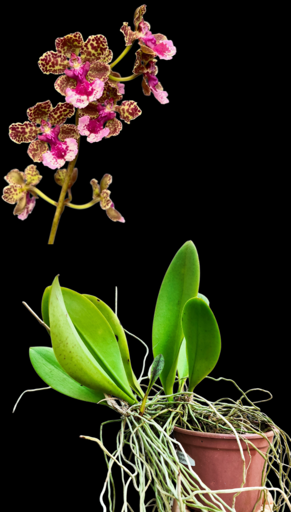 Producto - Trichocentrum Ollie Palmer