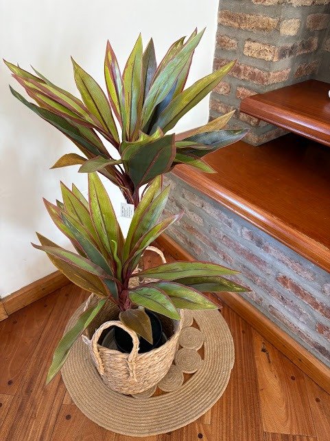 Producto - Planta Drácena Roja