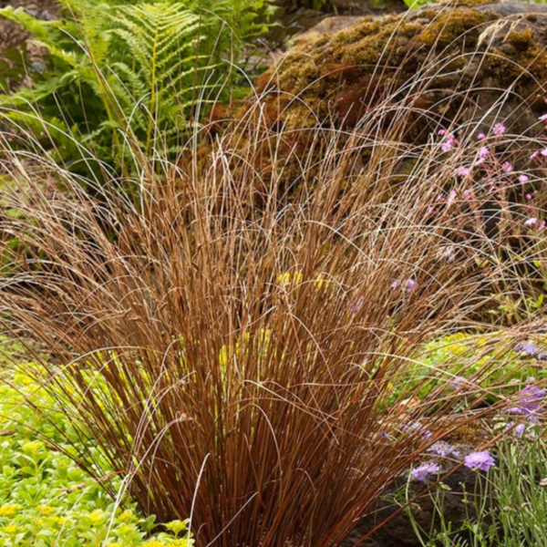 Producto - Carex buchananii "Red Rooster"