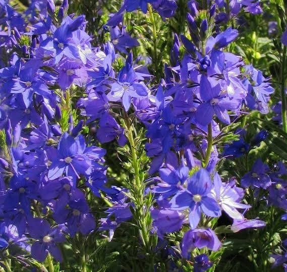 Producto - Veronica teucrium 750 cc