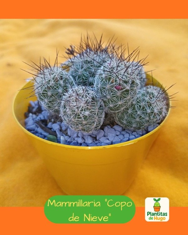 Producto - Mammillaria Copo de Nieve
