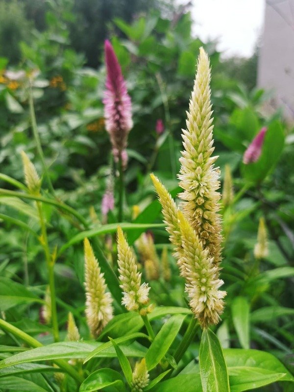 Producto - CELOSIA SPICATA
