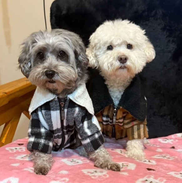 Producto - CAMISACO