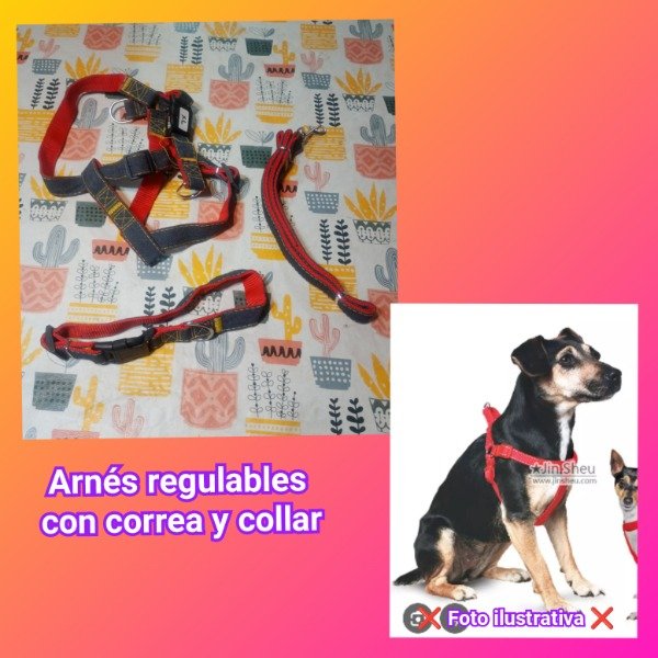 Producto - Arnés + collar XL