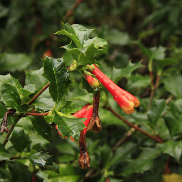 Producto - Desfontainia fulgens (Taique)