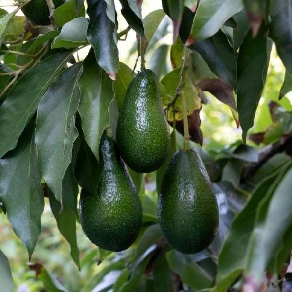 Producto - Planta de Palta Ettinger injertada