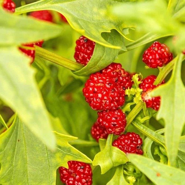 Producto - Semillas De Espinaca Frutilla (chenopodium) Gourmet - 3