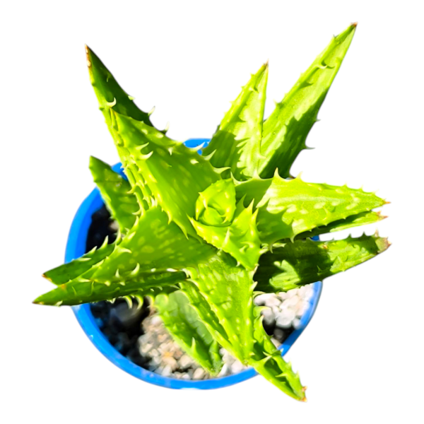 Producto - Aloe juvenna