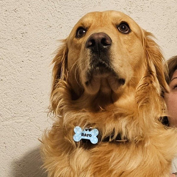 Producto - Identificación para mascotas