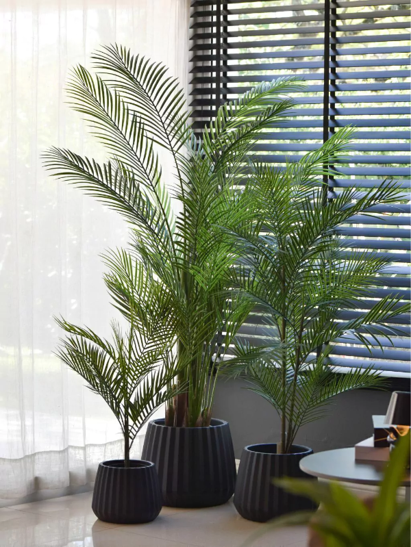 Producto - Planta Areca