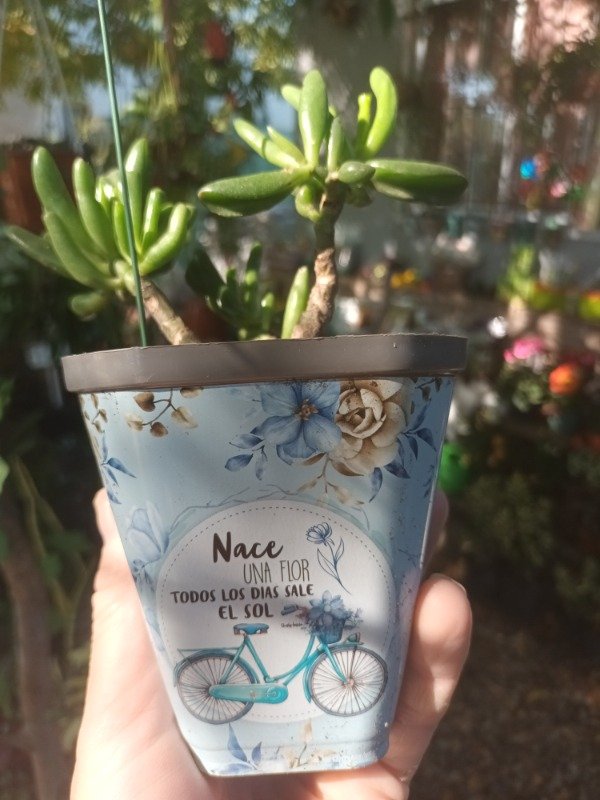 Producto - Sublimada Para Colgar Maceta - 0