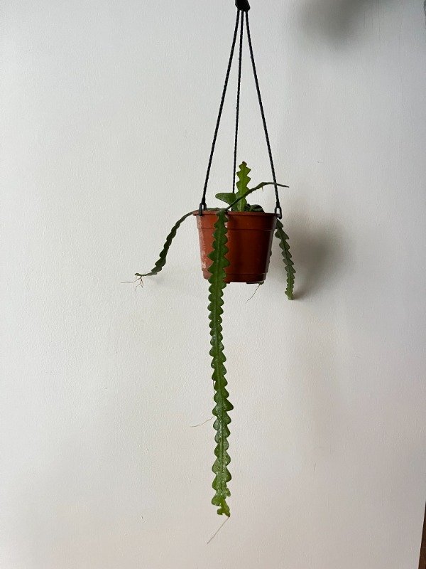 Producto - Serrucho colgante