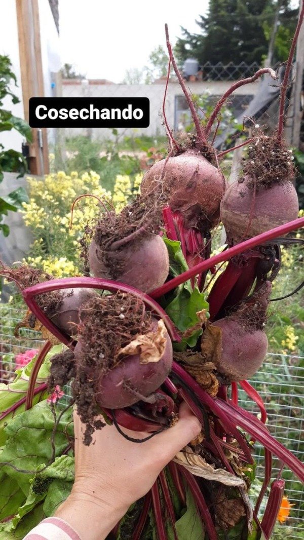 Producto - Semillas agroecologicas de remolacha
