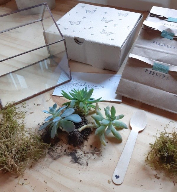 Producto - Kit armado de terrario