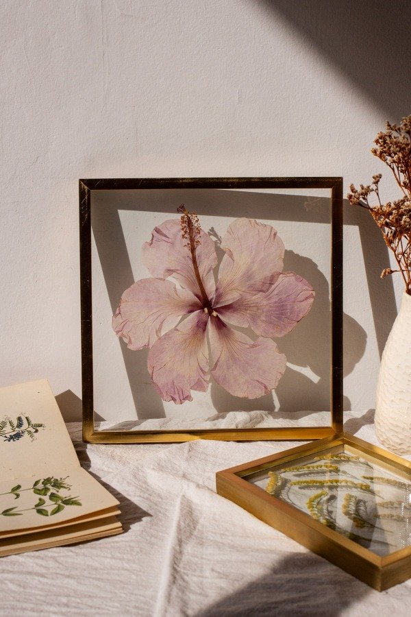 Producto - Rosa China