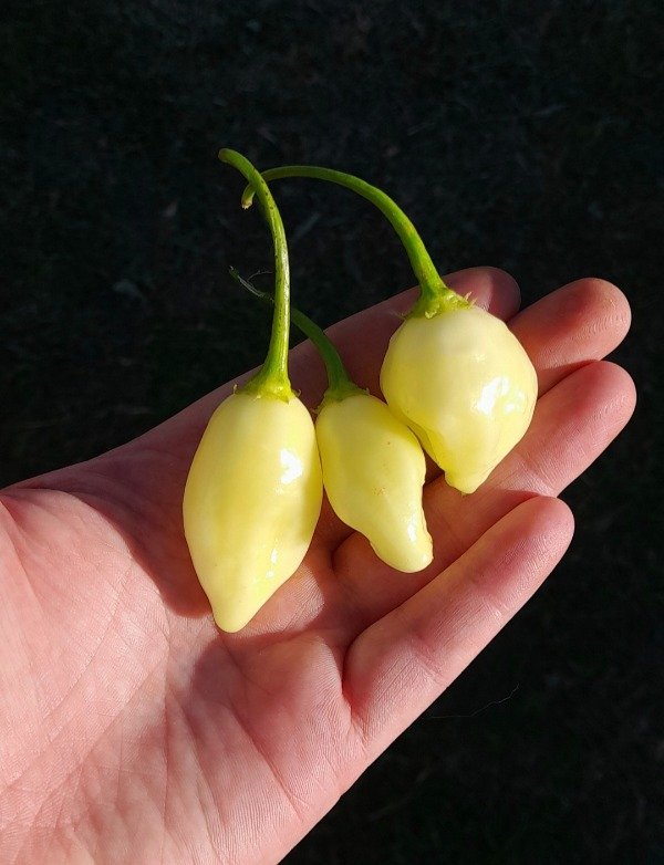Producto - Combo 150 Semillas de Ajíes Picantes (10 variedades) - 9