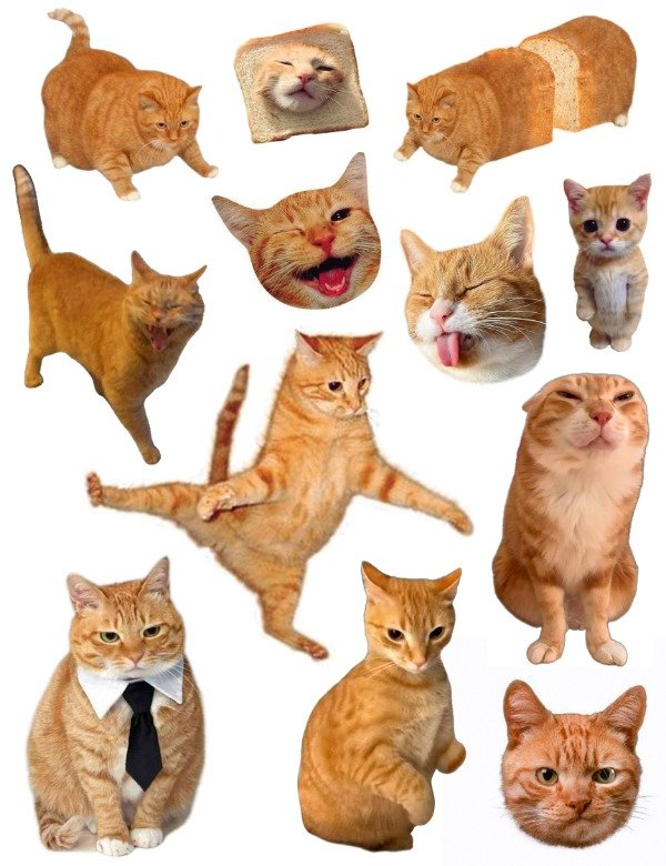 Producto - Michis Naranjas