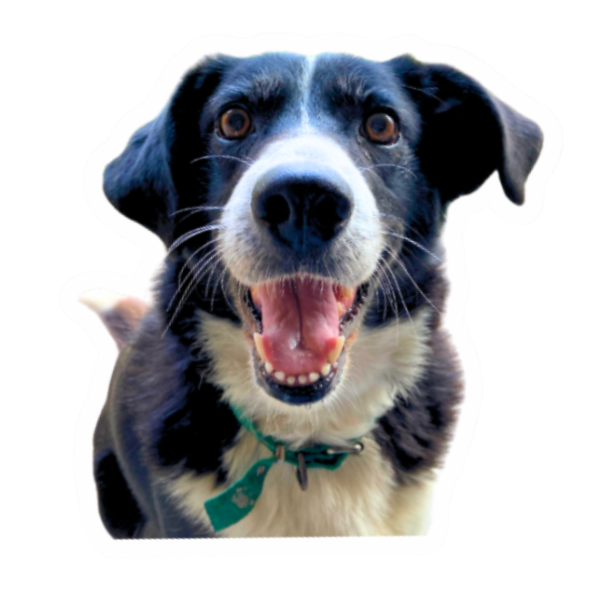 Producto - Sticker con tu diseño/foto