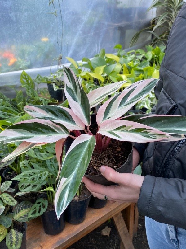 Producto - Calathea Stromanthe Rosa en maceta de 3L