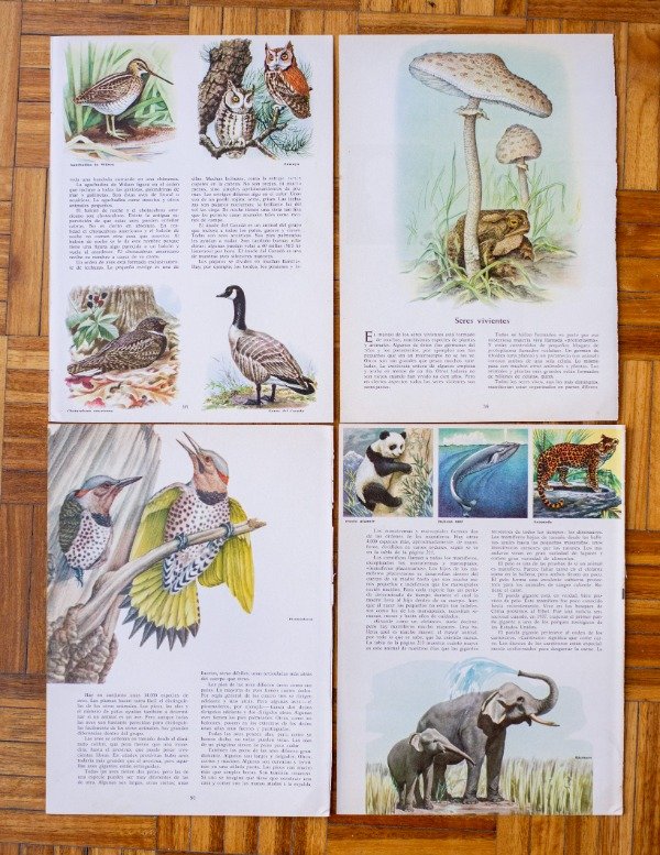 Producto - Lámina Fauna IV