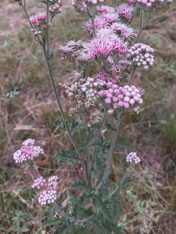 Producto - GYPTIS ARTEMISIIFOLIA - 1