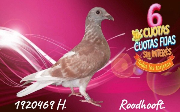 Producto - 1920469 Hembra Roodhooft