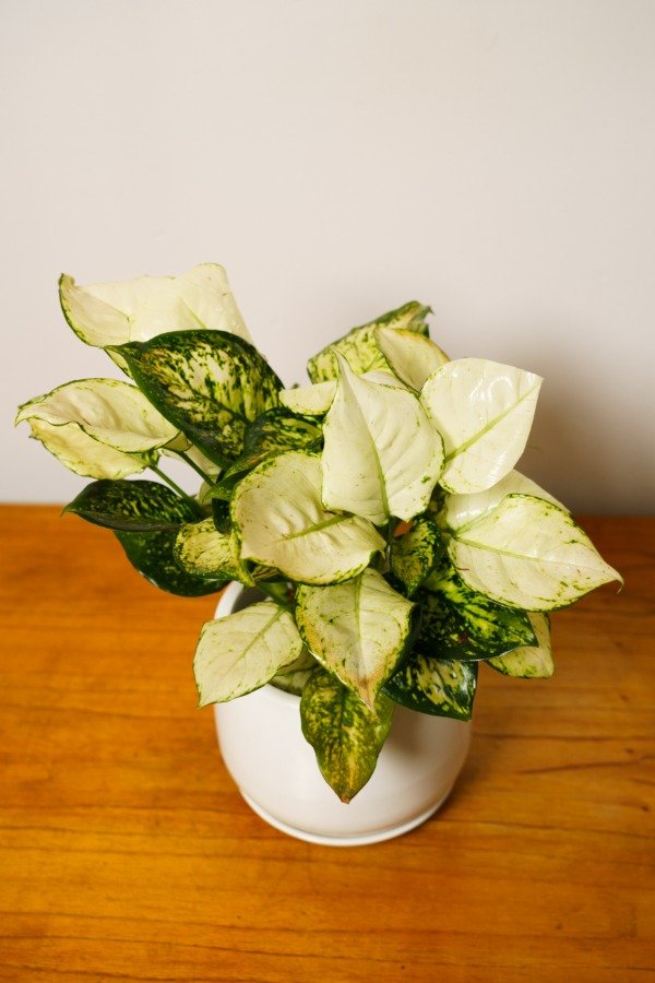 Producto - Aglonema White Joy