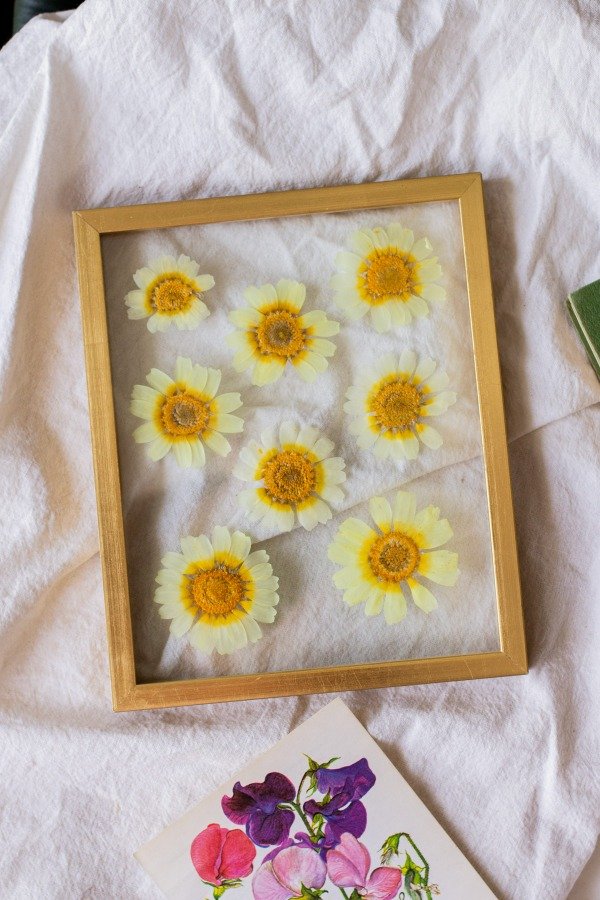 Producto - Crisantemos