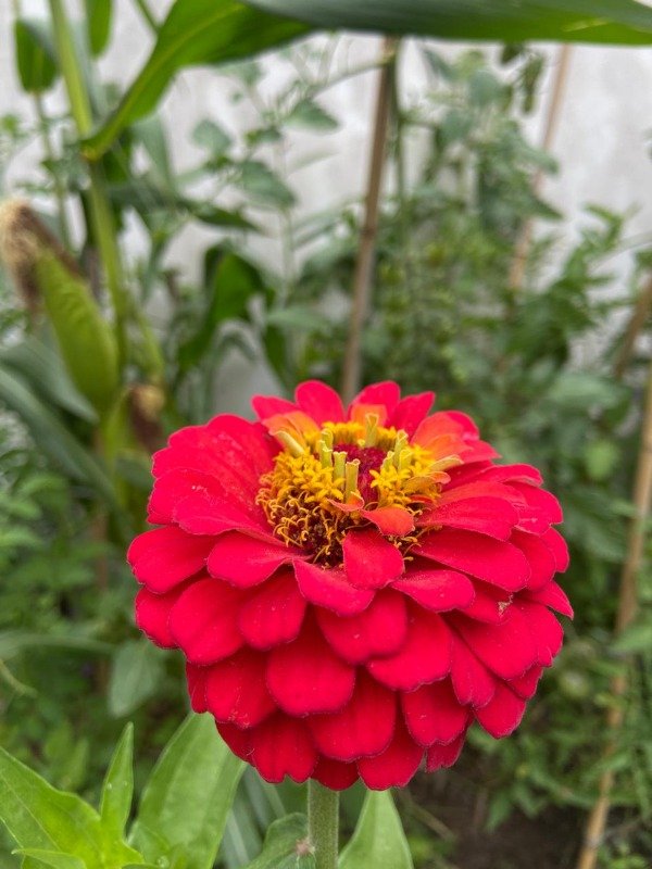 Producto - Semillas agroecologicas de zinnia mix