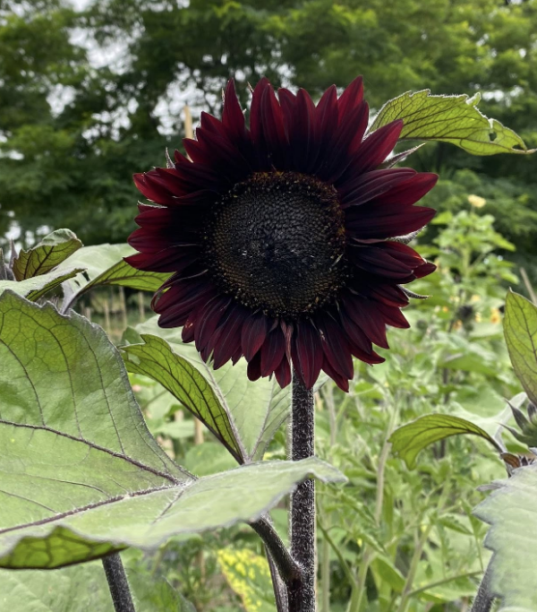 Producto - SEMILLAS DE GIRASOL NEGRO MULTIFLORAL