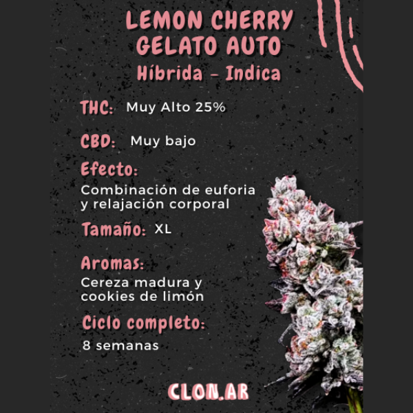 Producto - SEMILLA CLONAR LEMON CHERRY GELATO