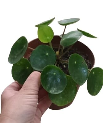 Producto - Pilea Peperomioides