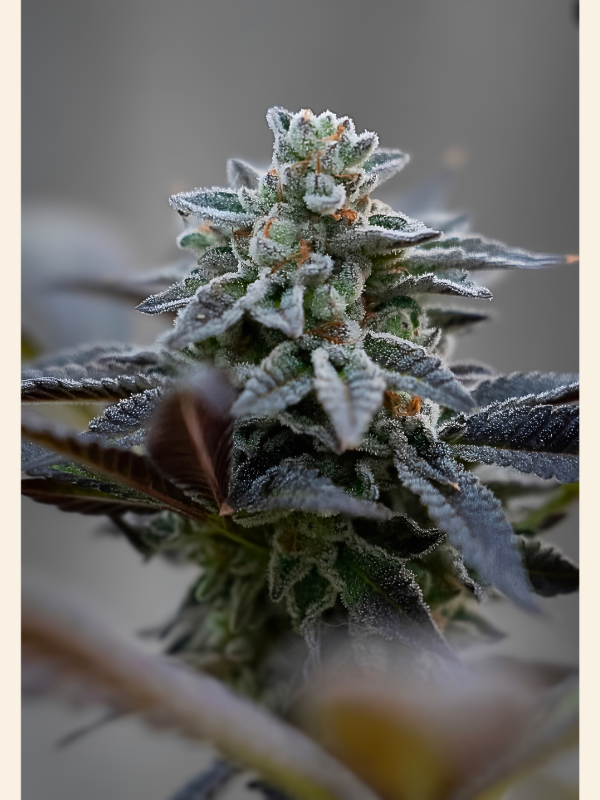 Producto - Pistacho x3 - Satan y Co Genetics