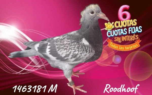 Producto - 1461181 M ROODHOOFT