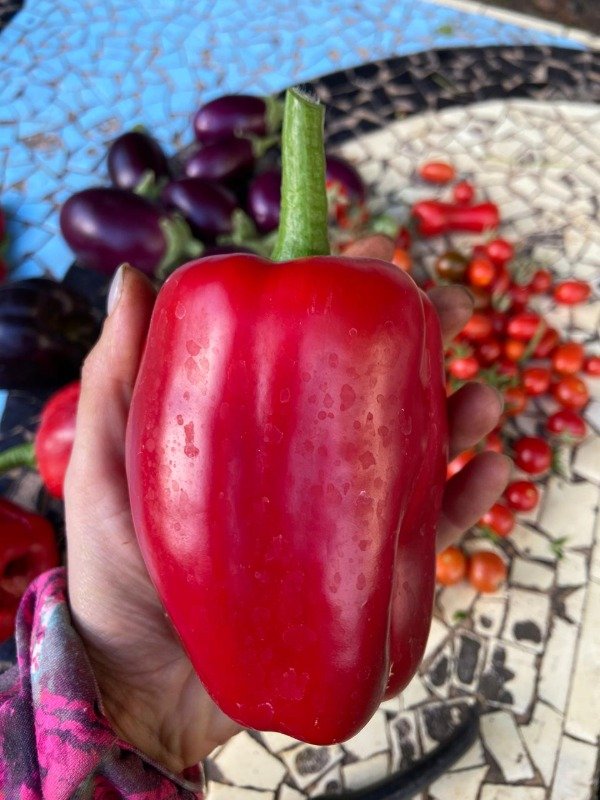 Producto - Semillas Agroecologicas de morron