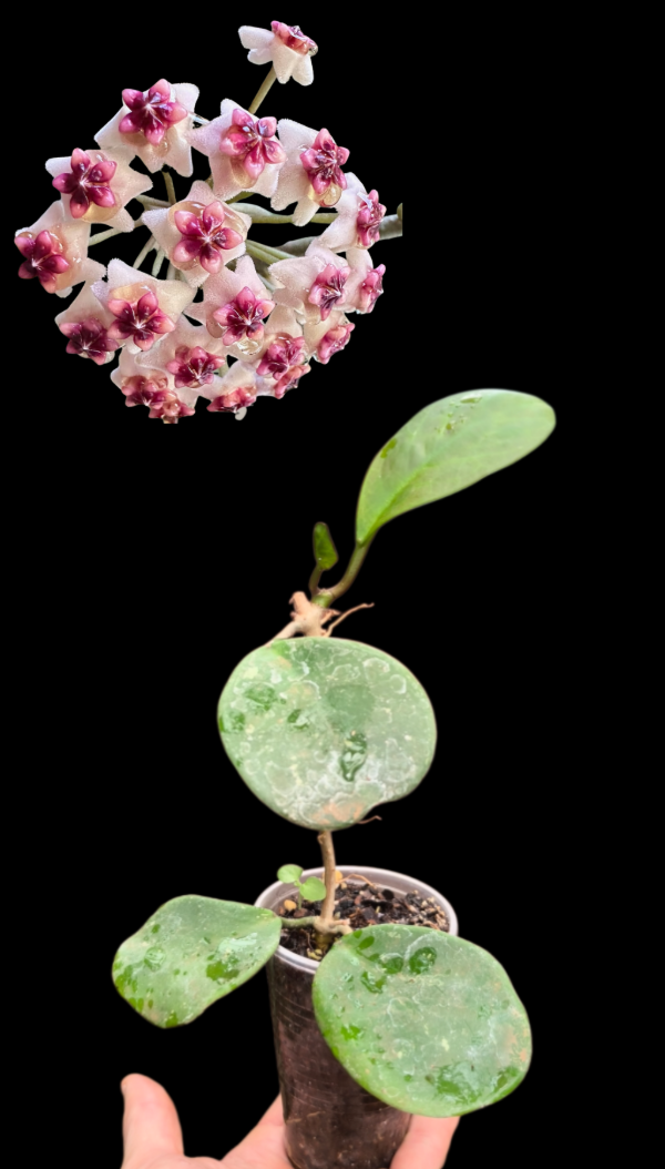 Producto - Hoya Obovata