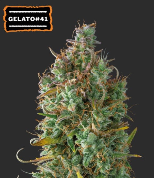 Producto - GELATO 41 AUTOFLORECIENTE