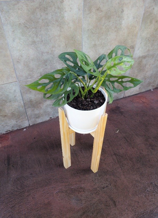 Producto - Monstera Adansonii p40