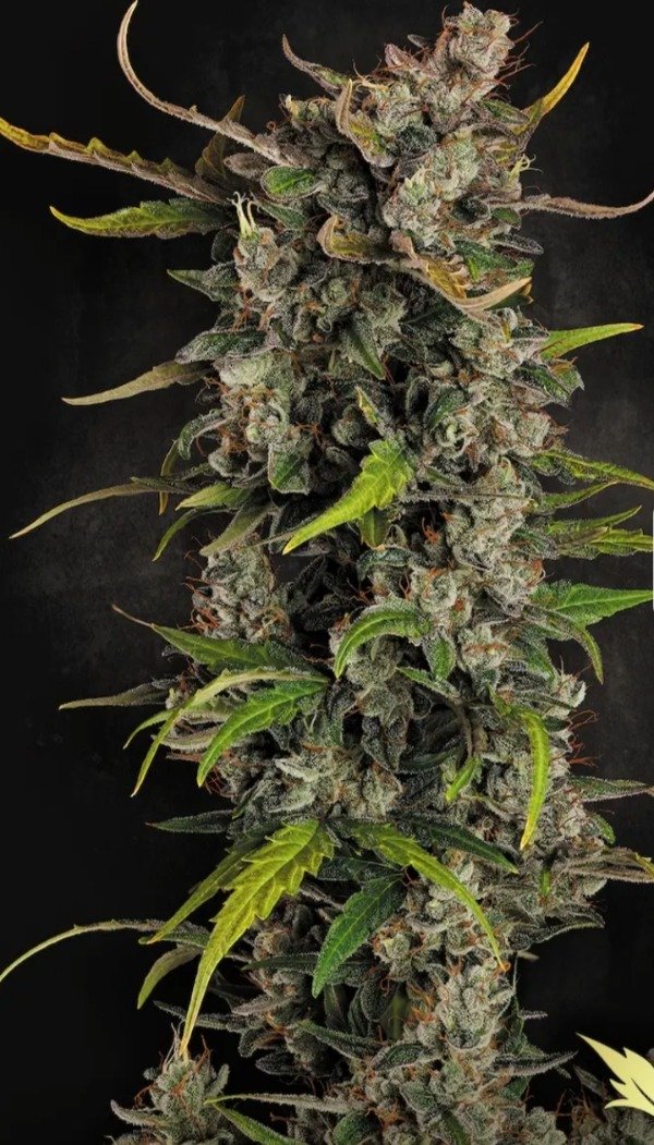 Producto - Auto Lemonade