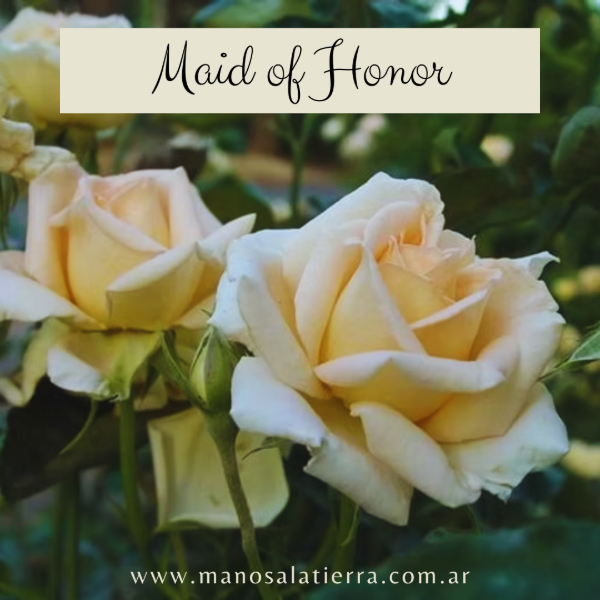 Producto - Rosal Maid of Honor