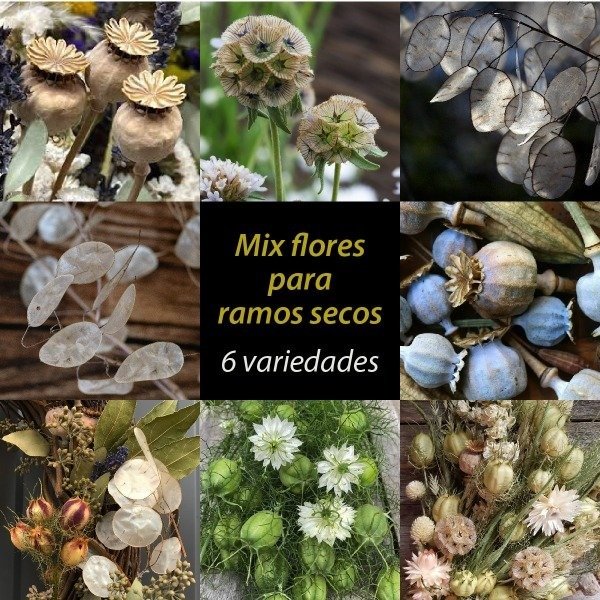 Producto - Mix flores para ramos secos - 6 variedades -