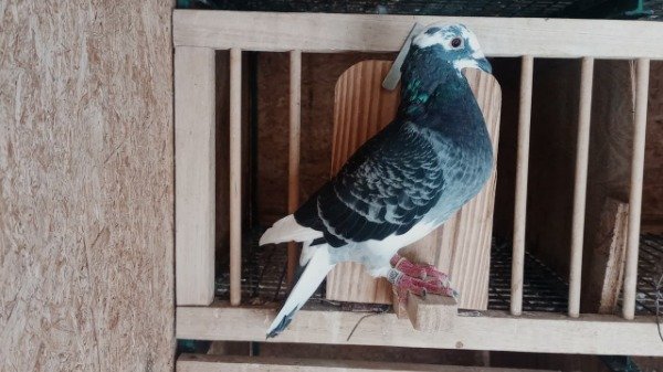 Producto - 1920452 H Jan Aarden -Roodhooft